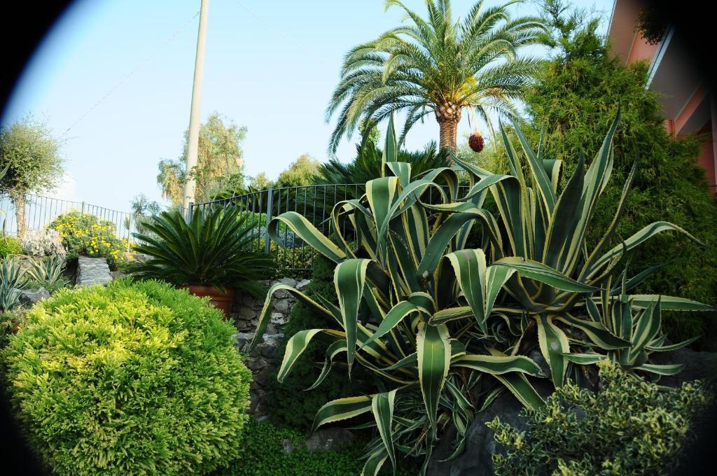 Residence La Cycas Villammare Dış mekan fotoğraf